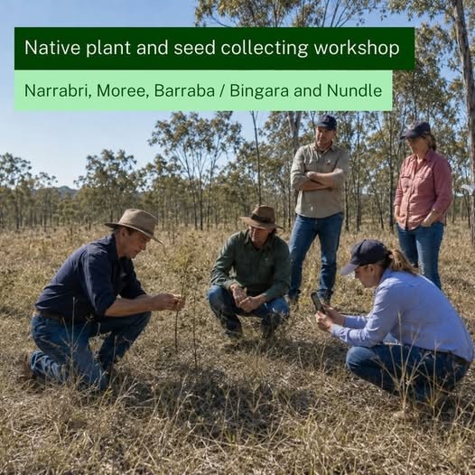 Native Plant and Seed Collection Workshop - Moree