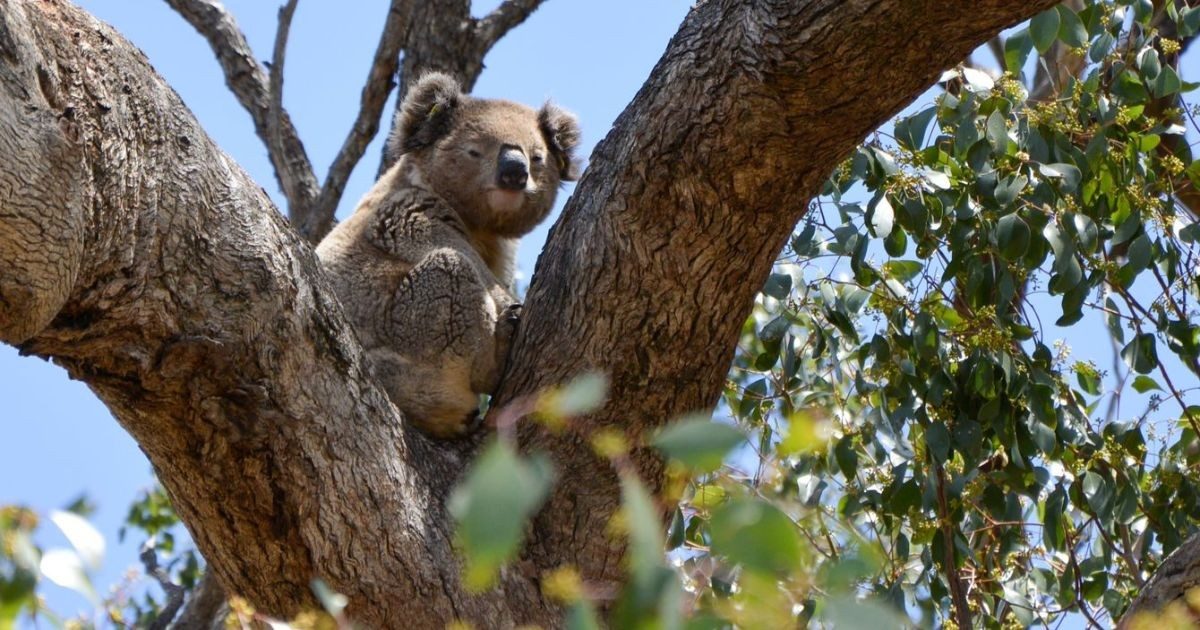 Tamworth Regional Landcare Association - Seen a koala recently in the ...
