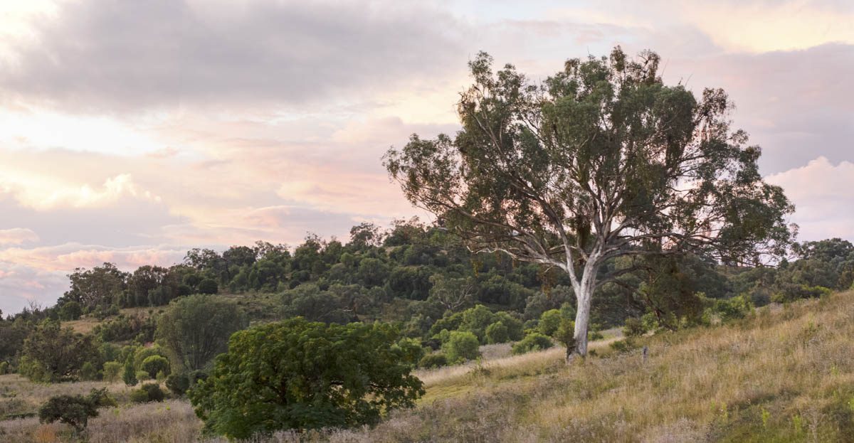 Sunset Light over Box Gum Woodlands – Angelina Nelson