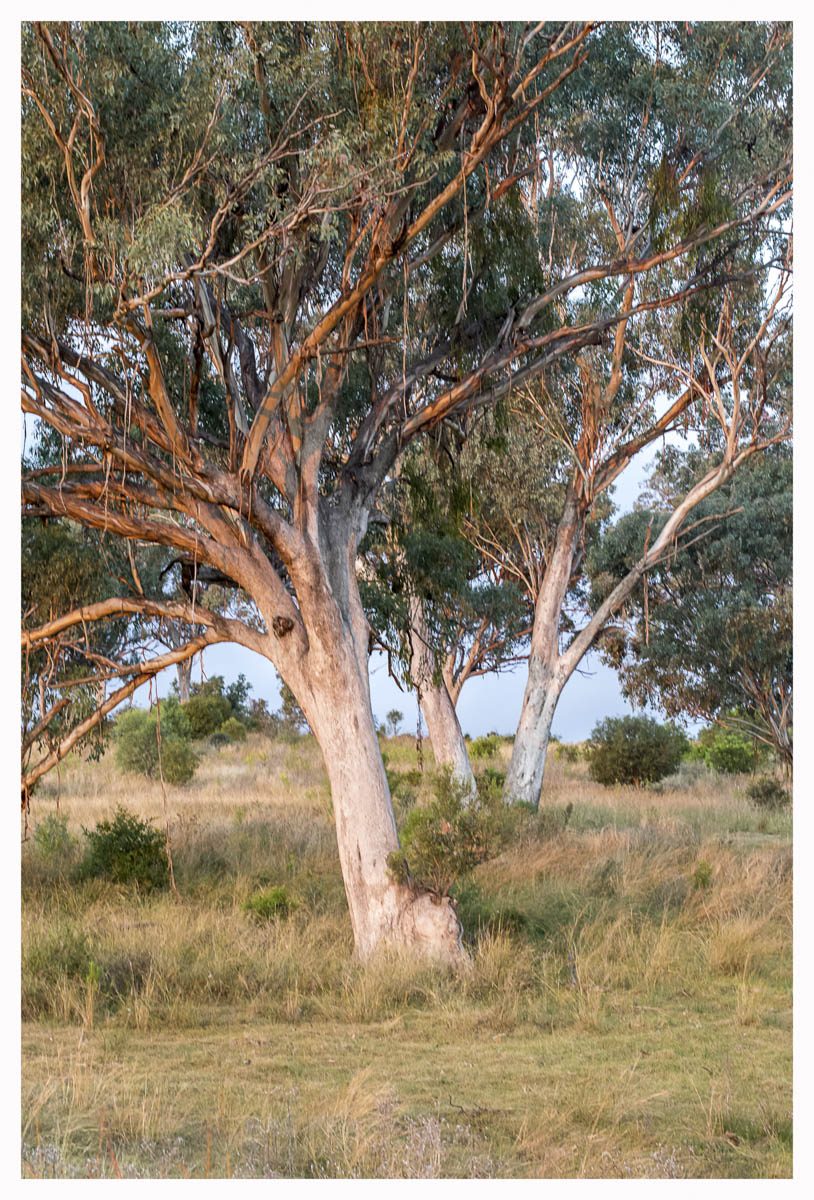 White Box Gums in a Row – Angelina Nelson First Prize Winner Landscape
