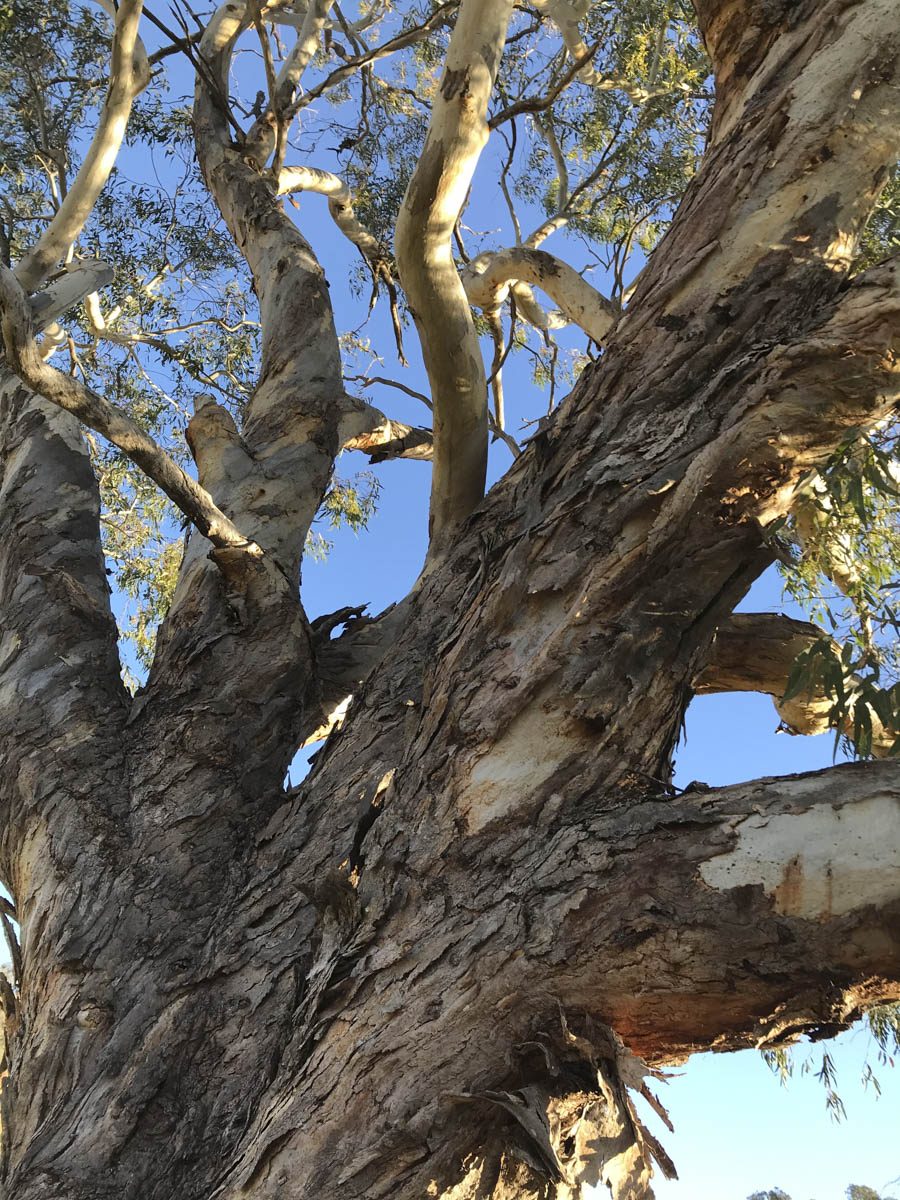 Looking Up – Erica Gidley-Baird