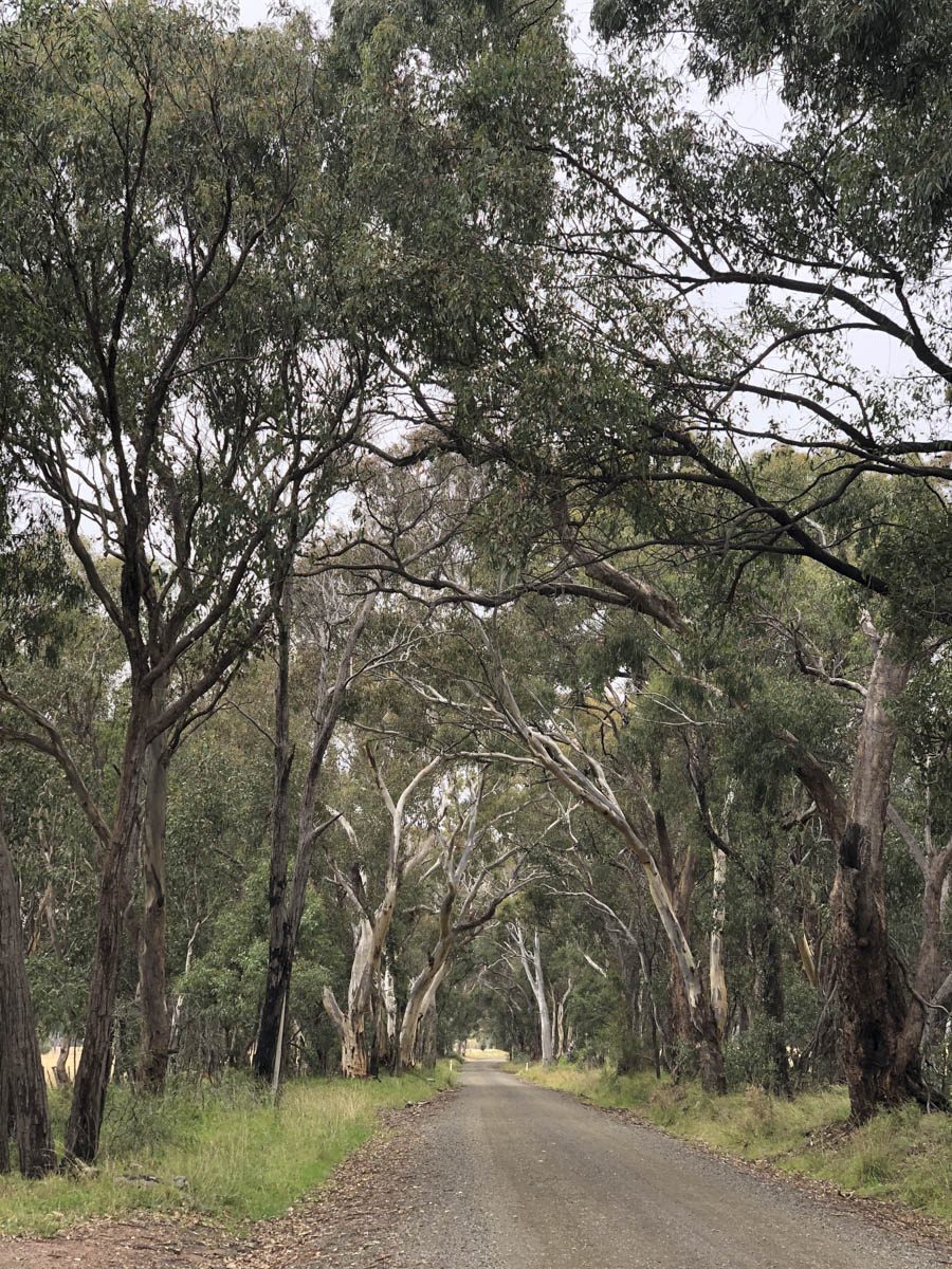 Box Woodland Back Roads of the New England – Karen Zirkler