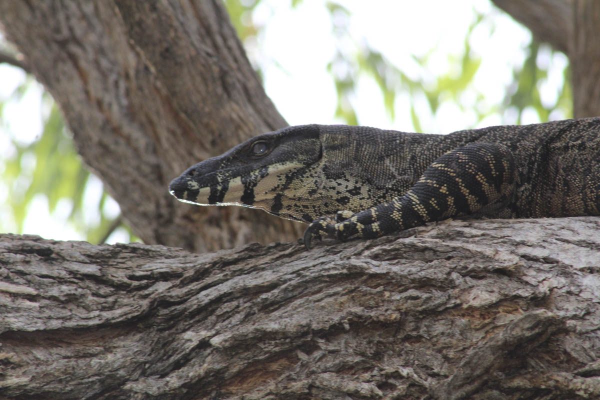 Goanna Angrophora – Quentin Dignam
