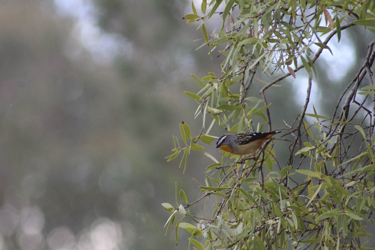 Pardalote – Quentin Dignam