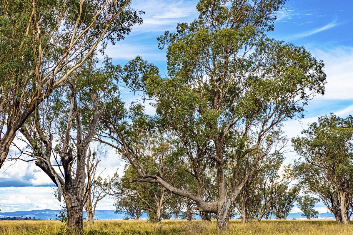Box Gum Farmland – Tony Green