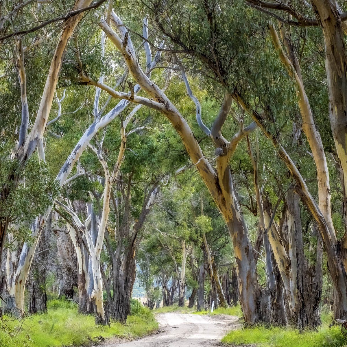 Box Gums Road – Tony Green Grand Prize Winner 2021