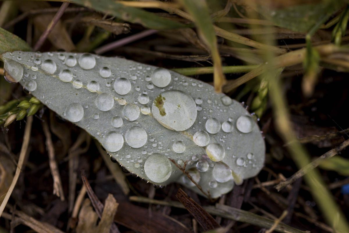 After the Rain – Veronica Filby First Prize Winner Creative