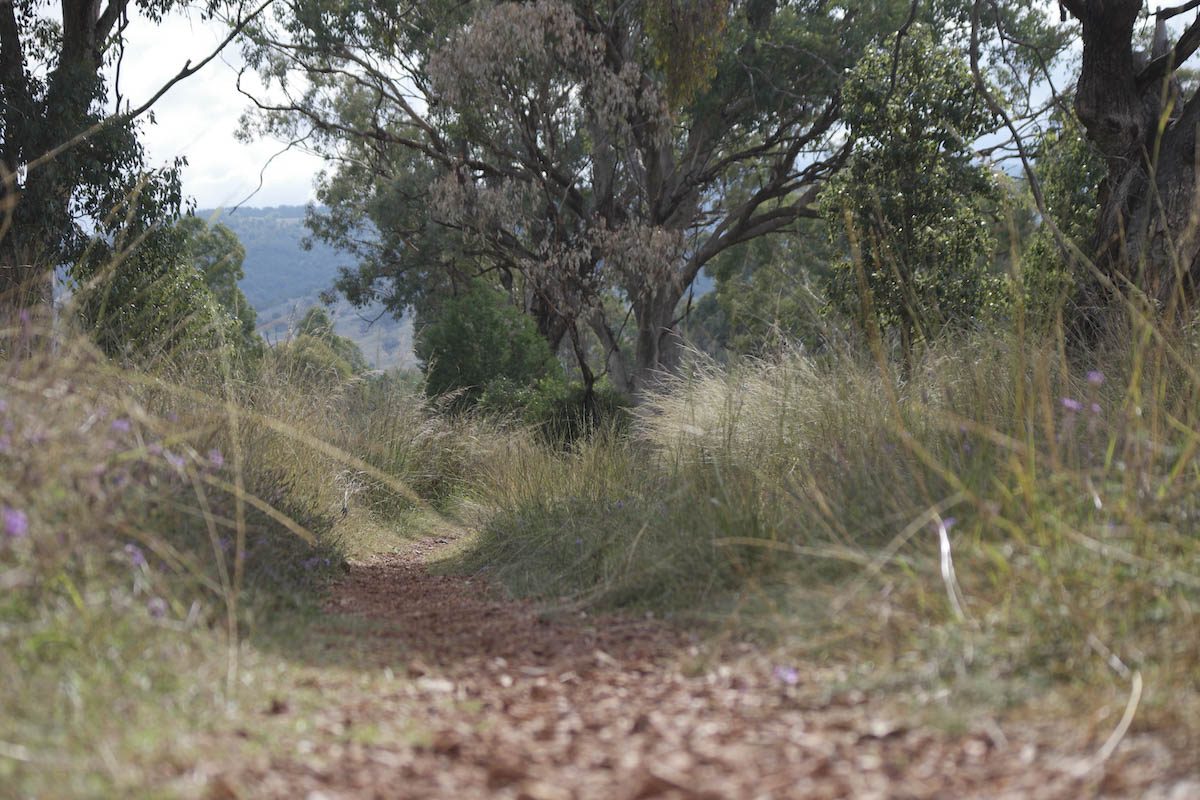 Walking Track – Haley Robinson