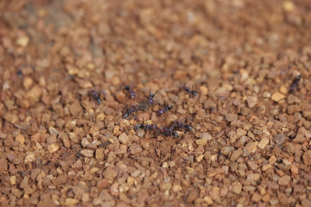 Ants – Haley Robinson