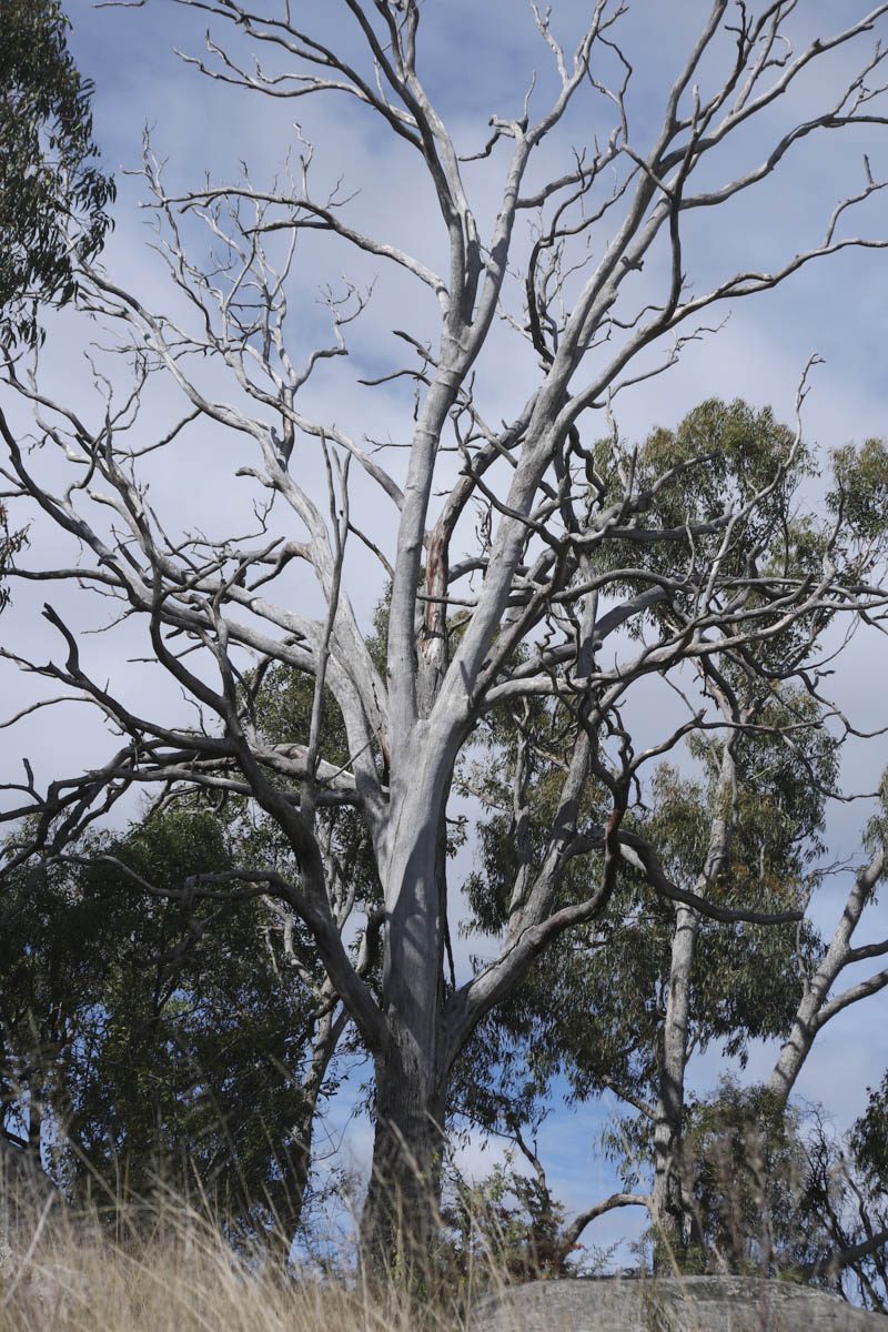 Old Tree – Haley Robinson