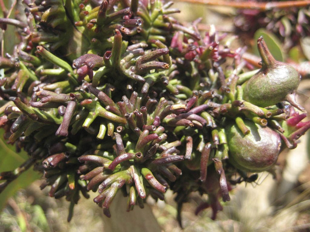 Eucalyptus Galls – Paul Moxon