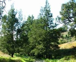 Casuarina Special
