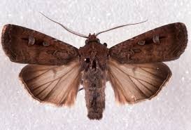 Finding Bogong moths and Semi Evergreen Vine Thicket communities