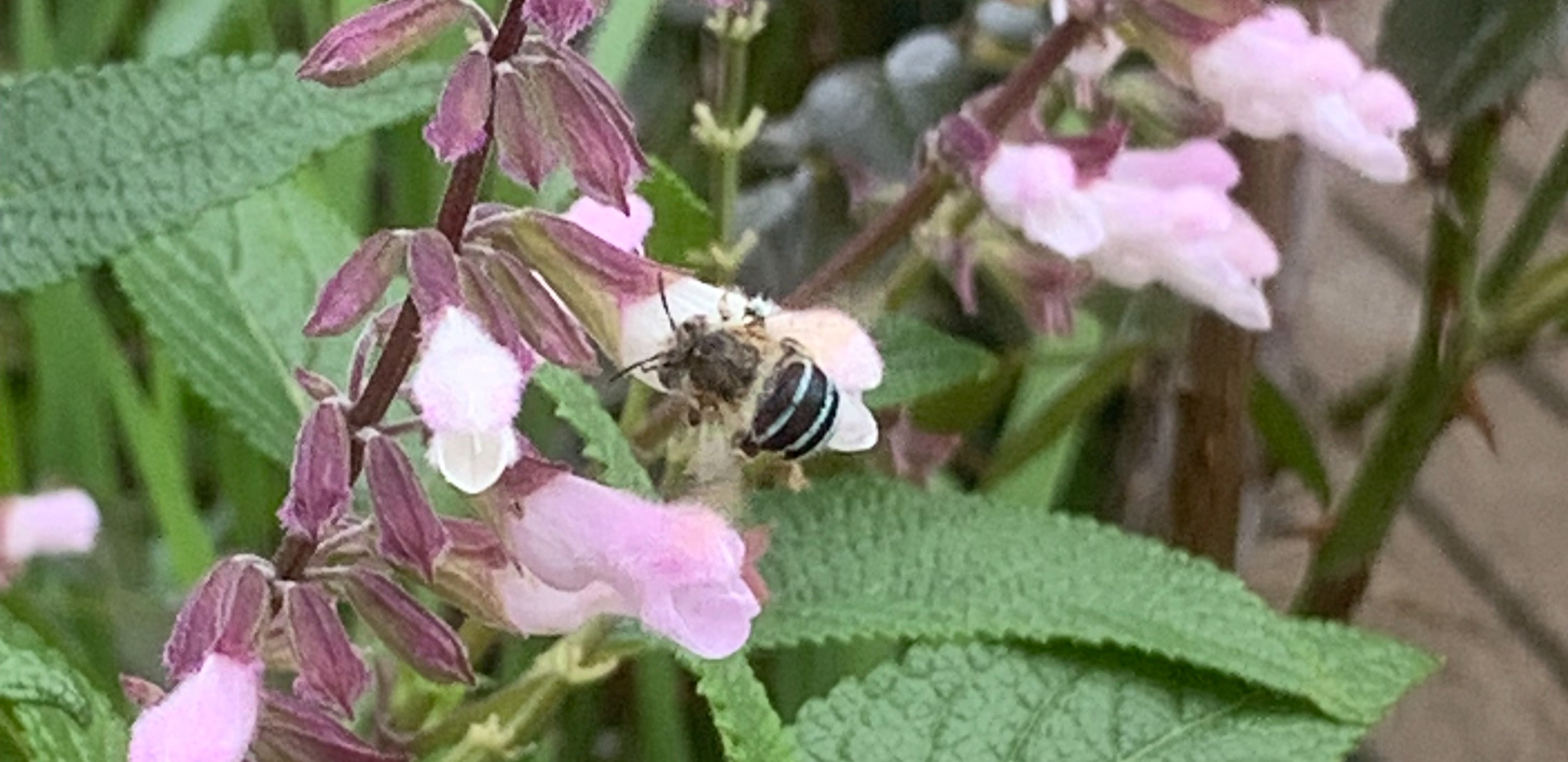 What are the benefits of native bees and what can you do attract them to your garden?