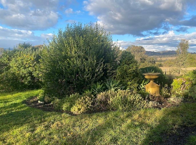 Caring for a native garden in winter