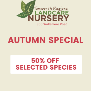 🍂 Autumn Plant Sale – Beautify Your Space and Support the Environment! 🍂