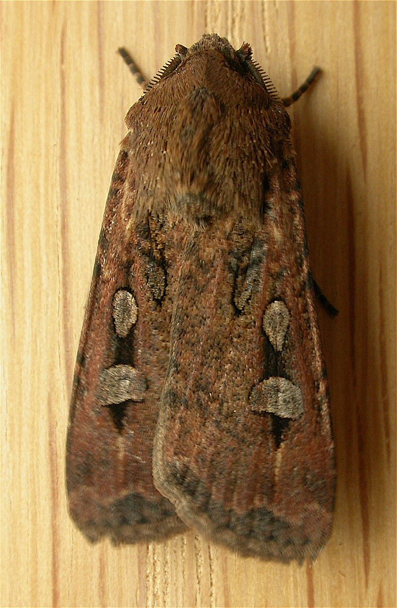 Where have the Bogong Moths gone?