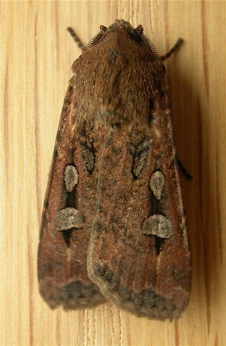 Where have the Bogong Moths gone?