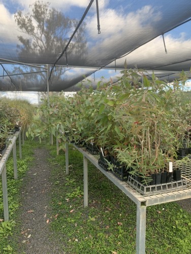 Plan Ahead for the Best Planting Outcomes – Place Your Spring and Autumn Orders Now!