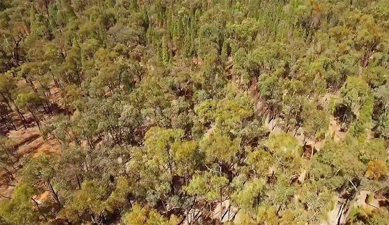 Have Your Say on Native Vegetation Management in NSW