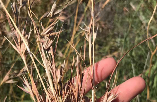 Calling for a Small Plot of Land – Support Gomeroi Yinaarr Landcare Women
