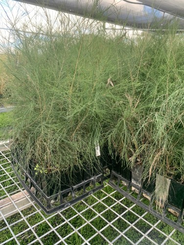 Thinking Ahead? Let’s Grow Together – Pre-Order Now for Spring and Autumn Plantings