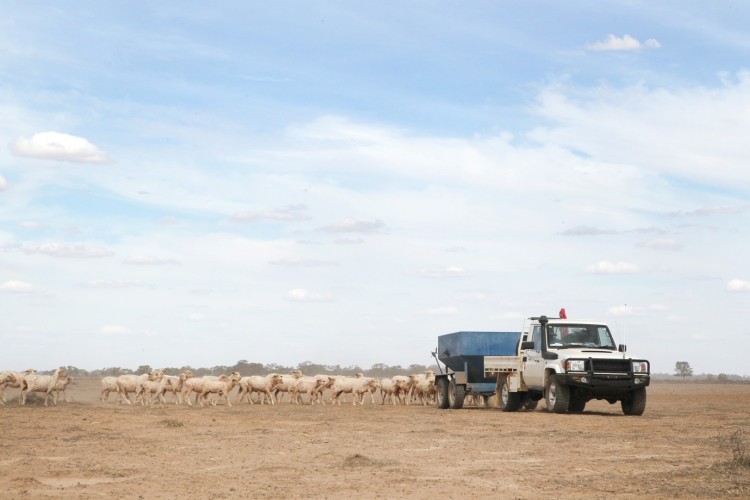 Lessons from the Land - The Sheep Producer Session