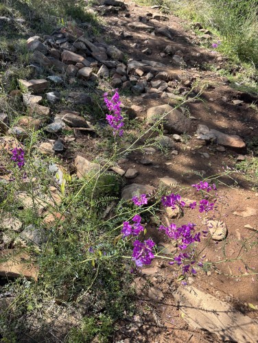 Smooth Darling Pea (Swainsona galegifolia)