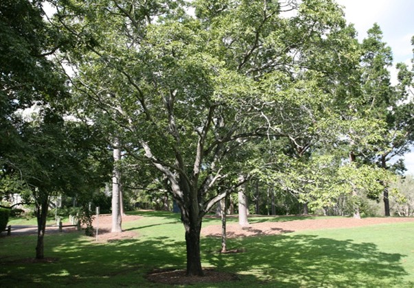 Burdekin plum (Pleiogynium timoriense)
