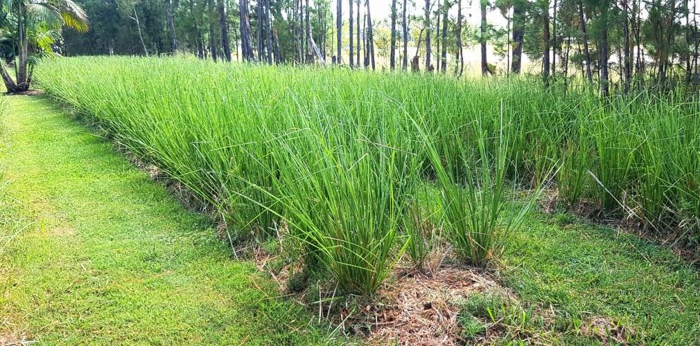 Vetiver (Chrysopogon zizanioides)