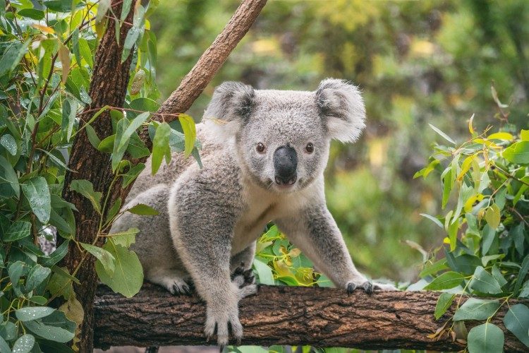 What has happened to the koalas around Gunnedah?