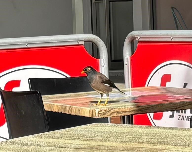 Community Takes Action on Common ‘Indian’ Myna Tamworth