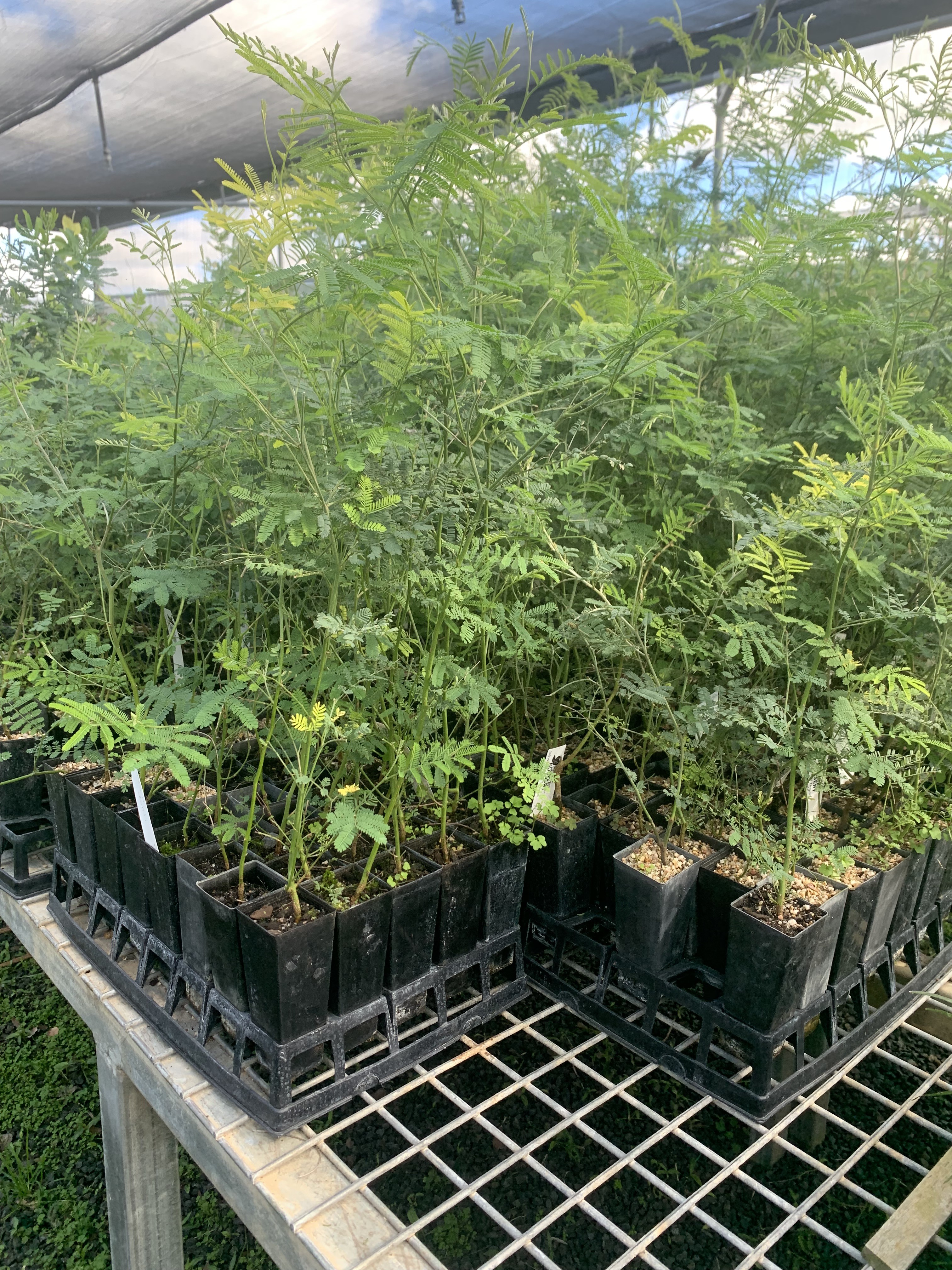 Keeping Your Plants Going in the Extremes of Summer Heat