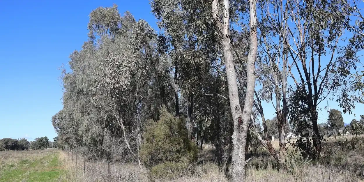 A Guided Bird Walk On The Farm