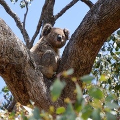 Free Koala Friendly Trees