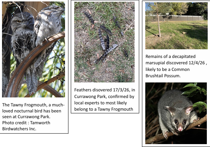 Roaming Pet Cats On Native Wildlife