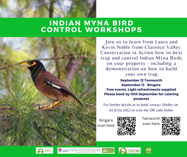 Indian Myna Workshop