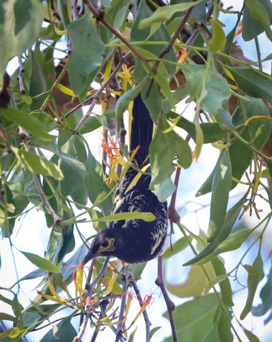 Mistletoe: the misunderstood woodland superhero!