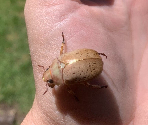 Christmas Beetles