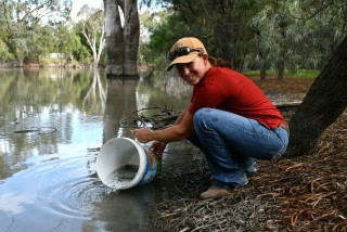 Two dollars for one dollar native fish stocking program