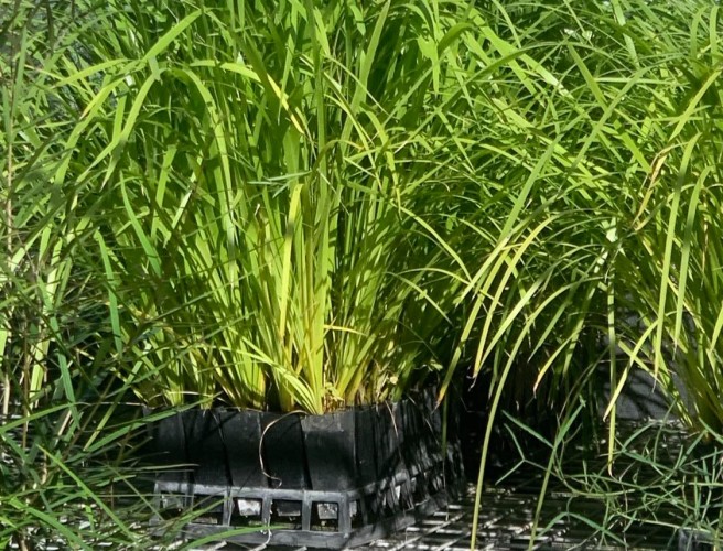 Lomandra hystrix Clearance.