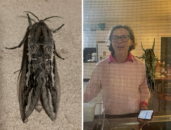 Bogong moths in Willow Tree